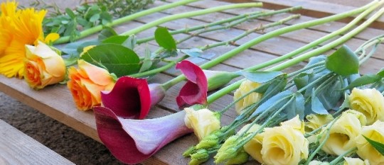 Cut flowers for the home in Darlington